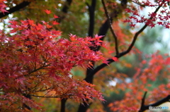 雨上がり