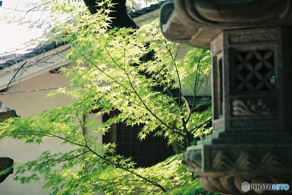 涼を求めて
