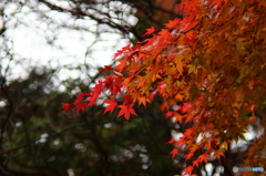 曇り空、紅葉のスパート
