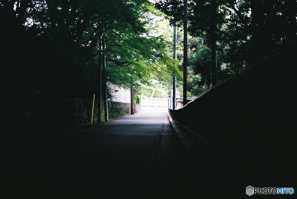 新緑もみじのトンネル