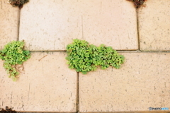 なんでもないシリーズ