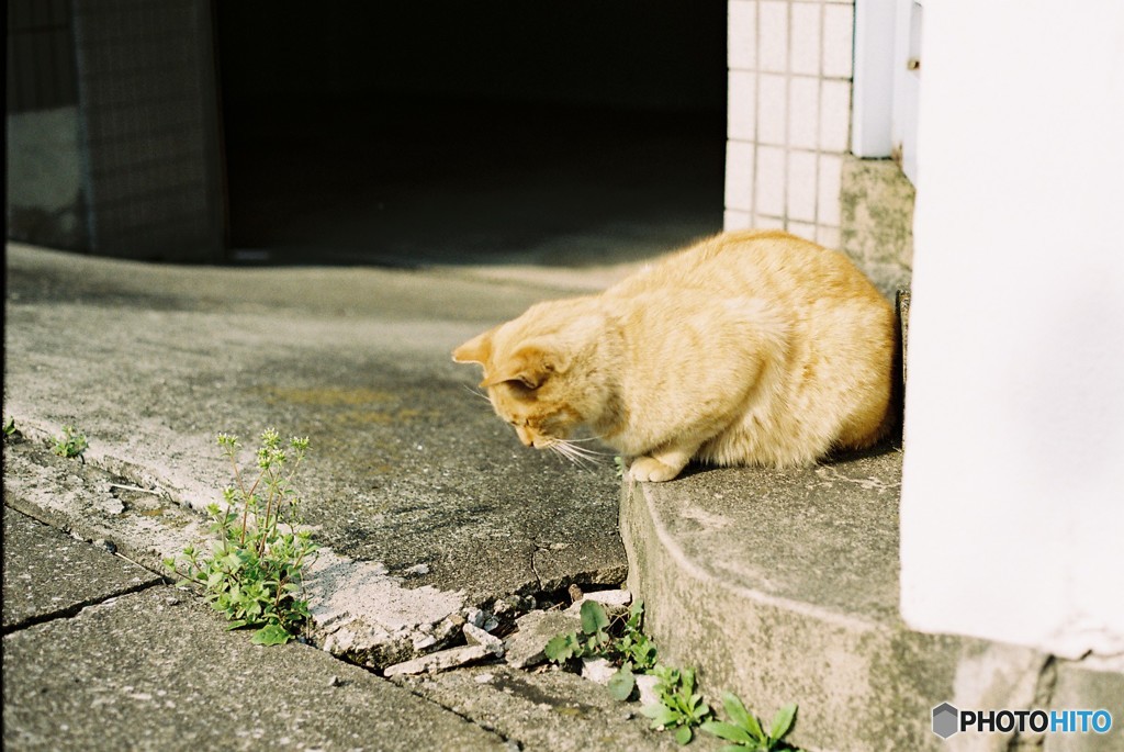 ぐぅぐぅ