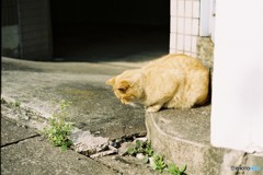 ぐぅぐぅ