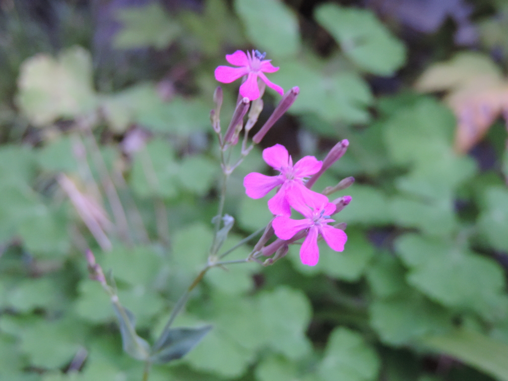 庭の花3