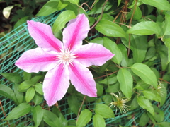 庭の花1