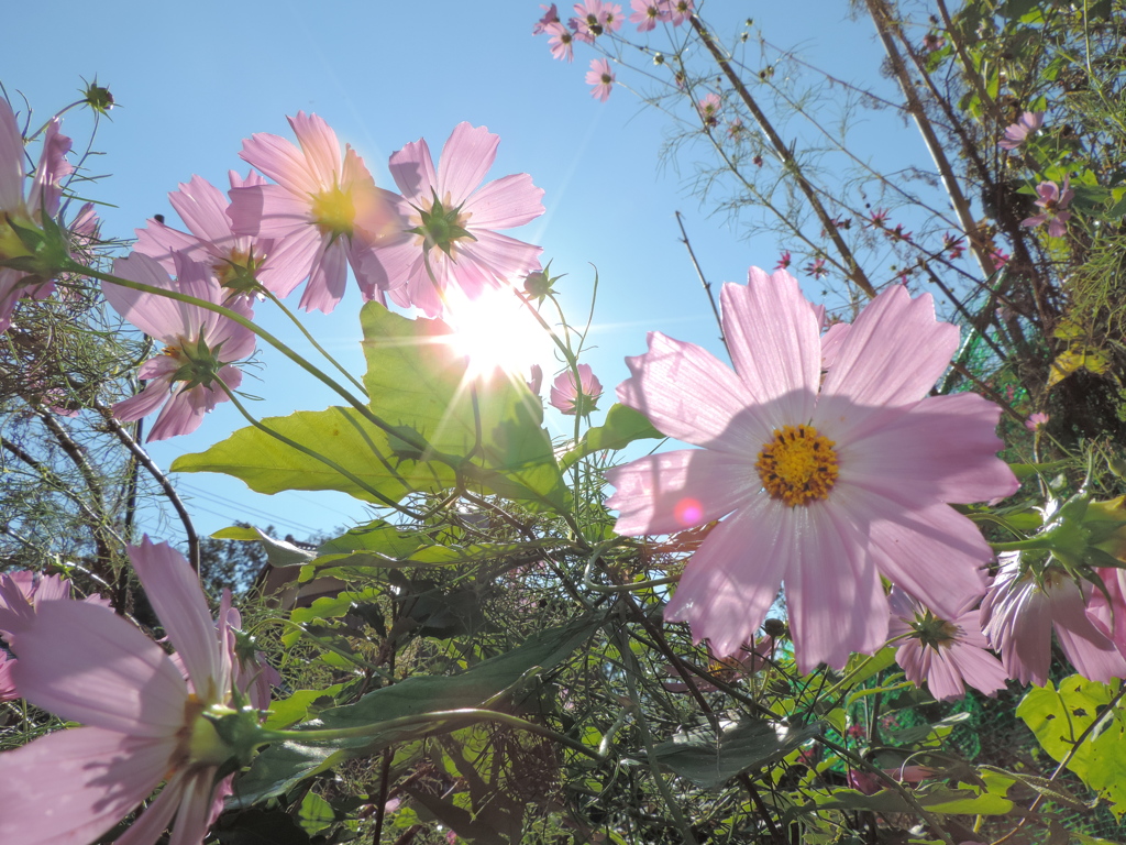 秋桜