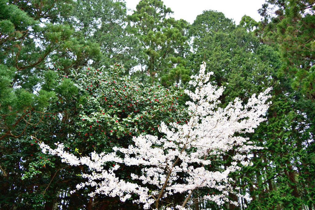 白銀桜