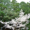 白銀桜