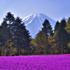 富士芝桜まつり4 富士山