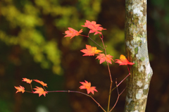 小紅葉