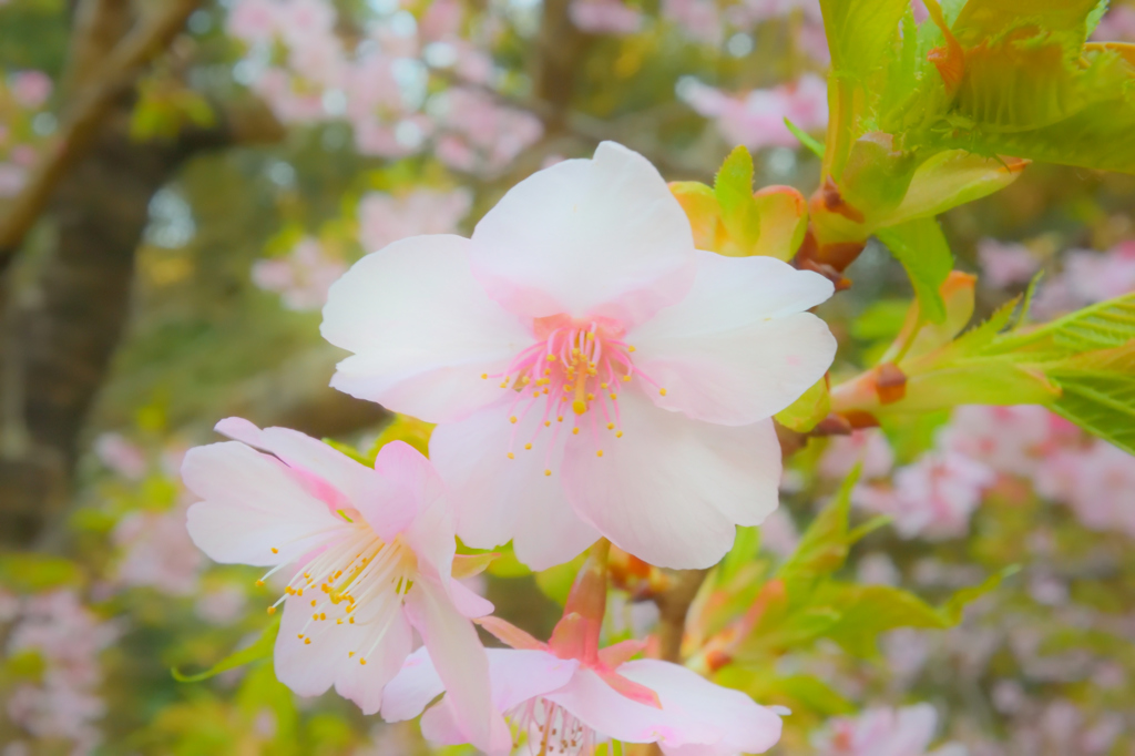 河津桜