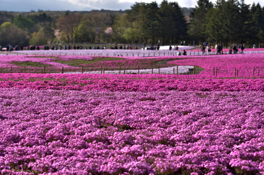 富士芝桜まつり１