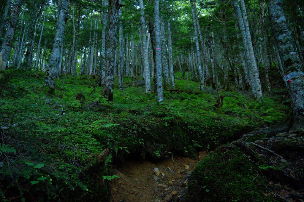 深淵の山道