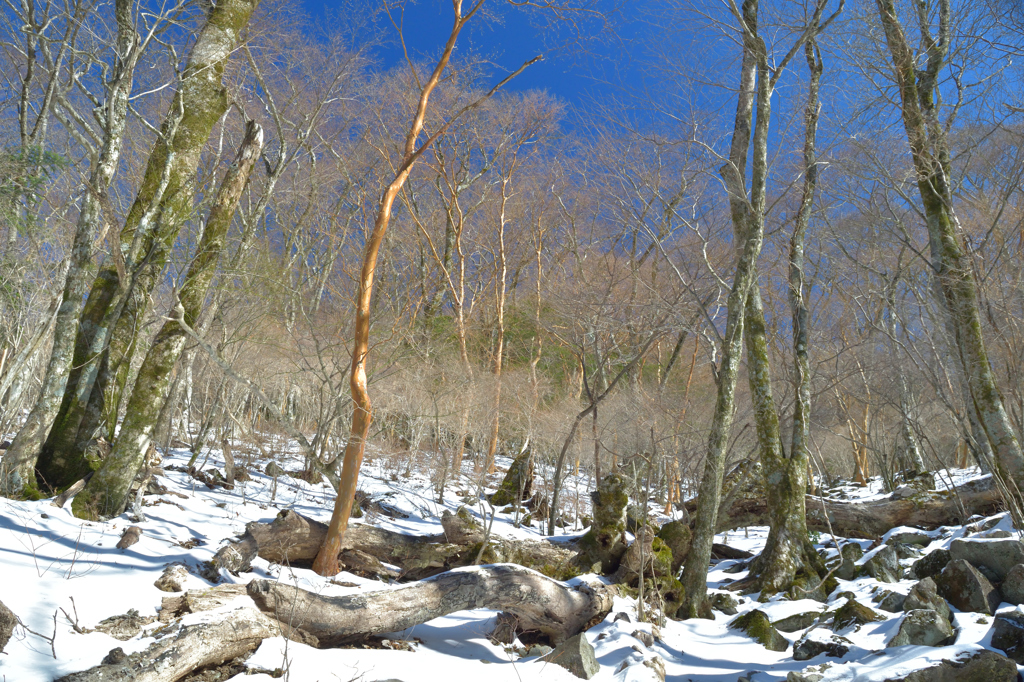 雪の天城山散策④