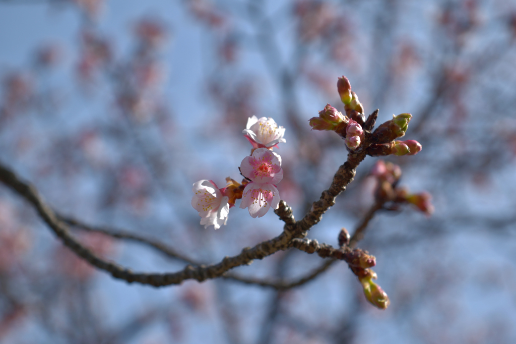 梅の花