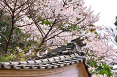 寺桜