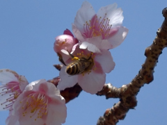 梅と蜜蜂①