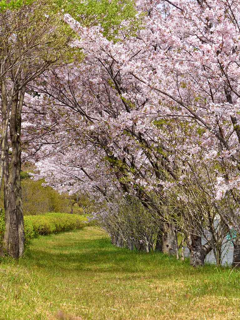 桜並木