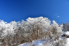 白雪の森