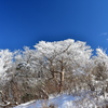 白雪の森