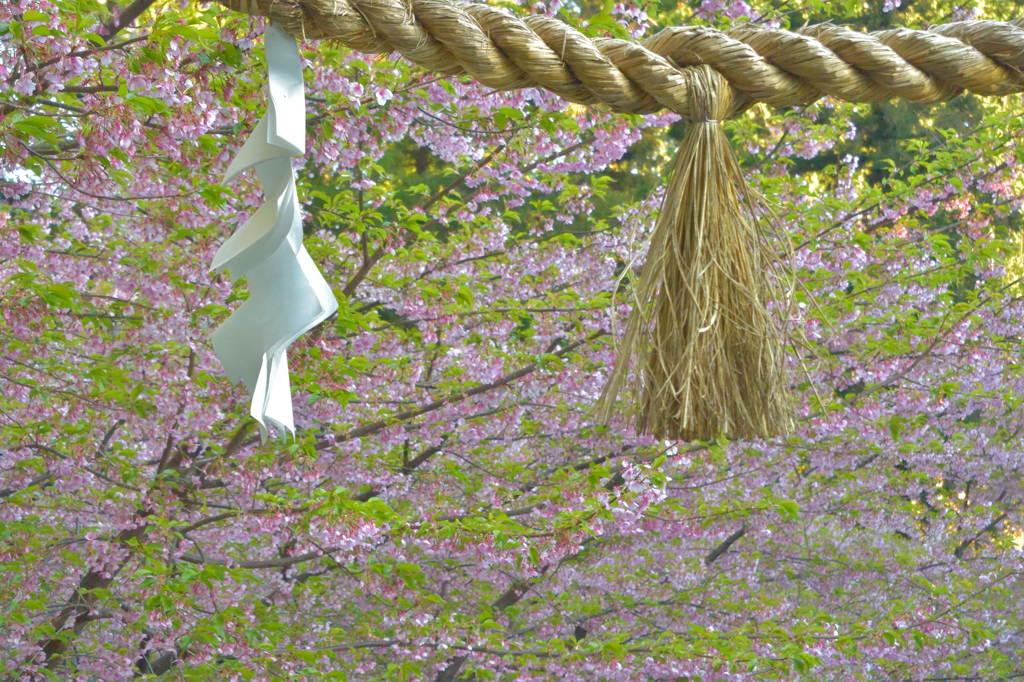 空覆う桜