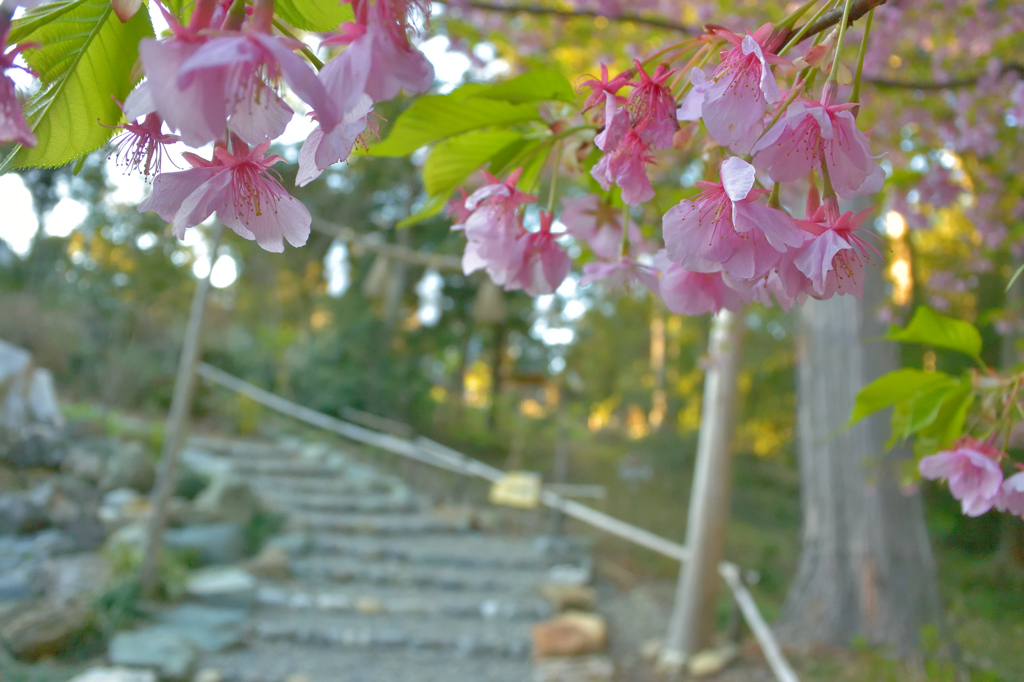 若葉と河津桜