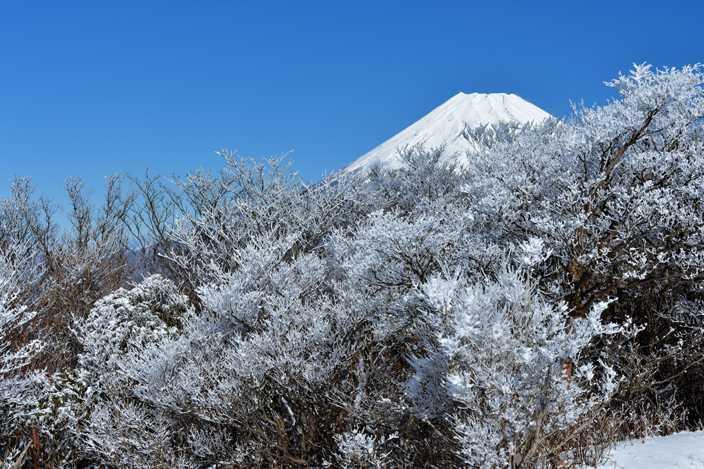 霧氷の森