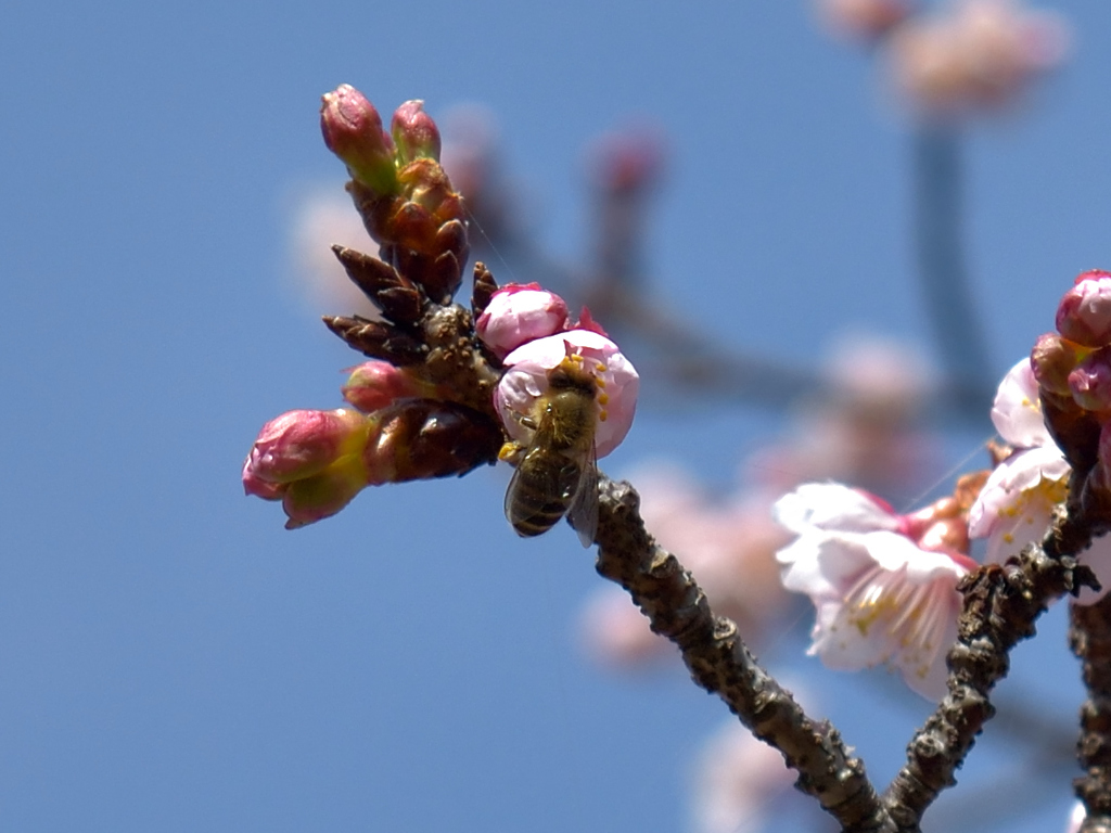 梅と蜜蜂①