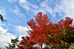 紅葉の赤と青空と