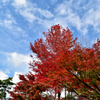 紅葉の赤と青空と