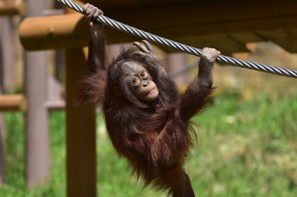 多摩動物公園