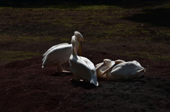多摩動物公園-5
