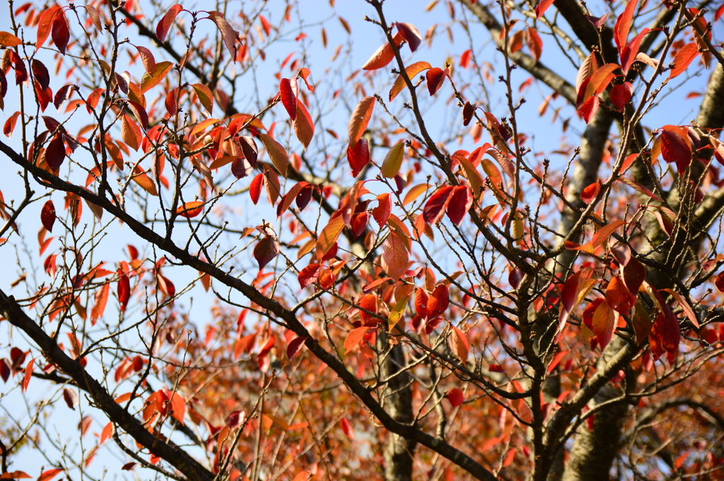 紅葉