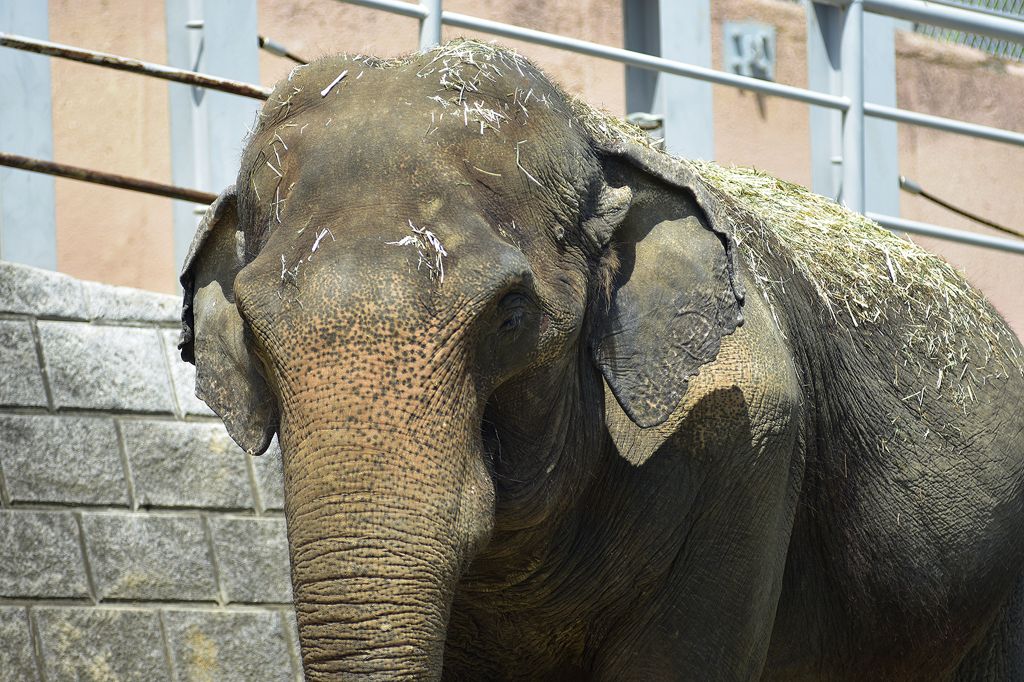 多摩動物公園-4