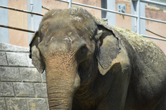 多摩動物公園-4