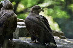 多摩動物公園-6