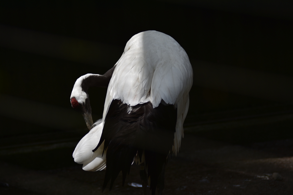 多摩動物公園-2