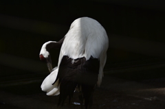 多摩動物公園-2