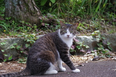 城ヶ島公園のノラ猫
