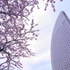 桜とみなとみらいのシンボル