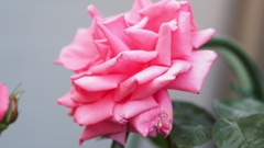 母ちゃんバラ咲かせたってさ