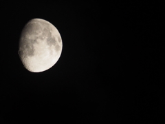 下手くそだけど、望遠レンズ買ったら撮りたくなりますよねー