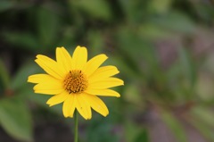 菊芋