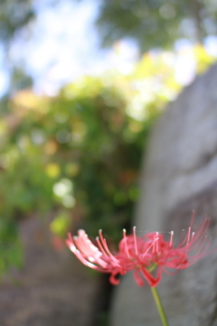 彼岸花