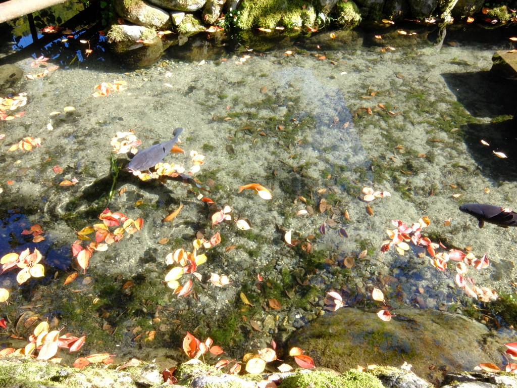 水路の魚