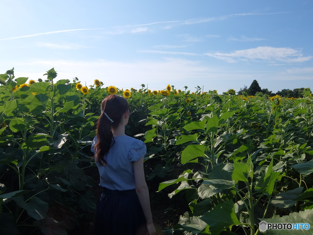 河北潟 ひまわり村