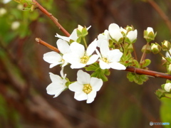 佐渡　真野公園３