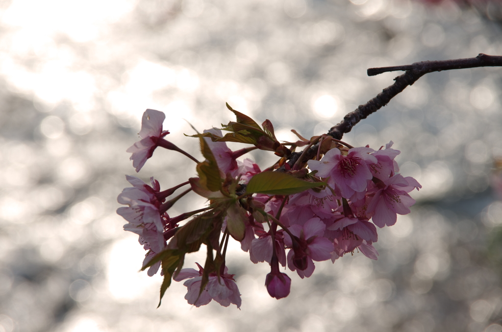 川津桜２