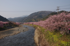 川津桜