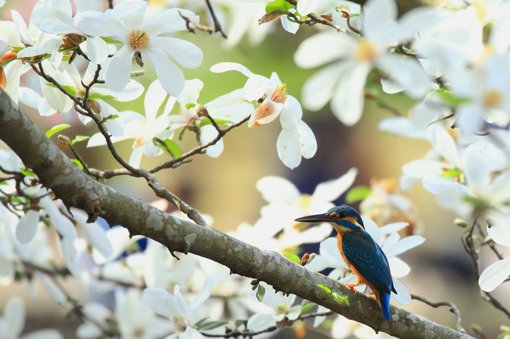 こぶしの花とカワセミ